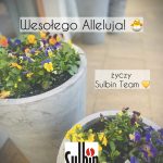 🐣✨ Radosnych Świąt Wielkanocnych ✨🐣